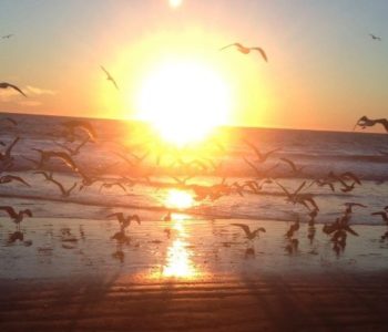 High Performance Teams & Collective Intelligence