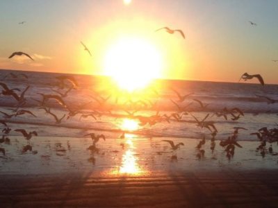 High Performance Teams & Collective Intelligence